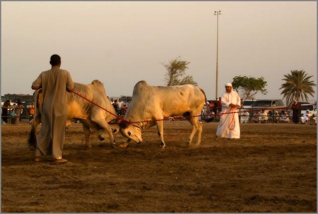 Арена для боя быков (Bull Fight Fujairah)
